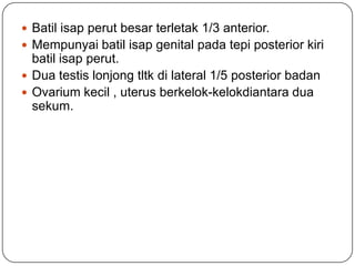  Batil isap perut besar terletak 1/3 anterior.
 Mempunyai batil isap genital pada tepi posterior kiri
  batil isap perut.
 Dua testis lonjong tltk di lateral 1/5 posterior badan
 Ovarium kecil , uterus berkelok-kelokdiantara dua
  sekum.
 