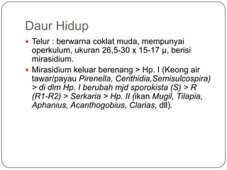 Daur Hidup
 Telur : berwarna coklat muda, mempunyai
  operkulum, ukuran 26,5-30 x 15-17 µ, berisi
  mirasidium.
 Mirasidium keluar berenang > Hp. I (Keong air
  tawar/payau Pirenella, Cerithidia,Semisulcospira)
  > di dlm Hp. I berubah mjd sporokista (S) > R
  (R1-R2) > Serkaria > Hp. II (ikan Mugil, Tilapia,
  Aphanius, Acanthogobius, Clarias, dll).
 