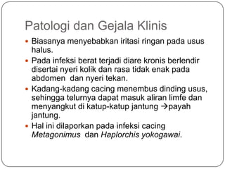Patologi dan Gejala Klinis
 Biasanya menyebabkan iritasi ringan pada usus
  halus.
 Pada infeksi berat terjadi diare kronis berlendir
  disertai nyeri kolik dan rasa tidak enak pada
  abdomen dan nyeri tekan.
 Kadang-kadang cacing menembus dinding usus,
  sehingga telurnya dapat masuk aliran limfe dan
  menyangkut di katup-katup jantung payah
  jantung.
 Hal ini dilaporkan pada infeksi cacing
  Metagonimus dan Haplorchis yokogawai.
 