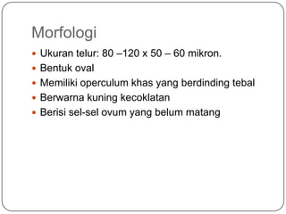 Morfologi
 Ukuran telur: 80 –120 x 50 – 60 mikron.
 Bentuk oval
 Memiliki operculum khas yang berdinding tebal
 Berwarna kuning kecoklatan
 Berisi sel-sel ovum yang belum matang
 