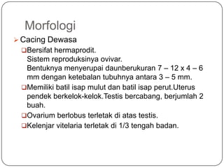 Morfologi
 Cacing Dewasa
 Bersifat hermaprodit.
  Sistem reproduksinya ovivar.
  Bentuknya menyerupai daunberukuran 7 – 12 x 4 – 6
  mm dengan ketebalan tubuhnya antara 3 – 5 mm.
 Memiliki batil isap mulut dan batil isap perut.Uterus
  pendek berkelok-kelok.Testis bercabang, berjumlah 2
  buah.
 Ovarium berlobus terletak di atas testis.
 Kelenjar vitelaria terletak di 1/3 tengah badan.
 