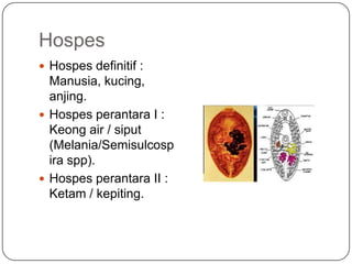 Hospes
 Hospes definitif :
  Manusia, kucing,
  anjing.
 Hospes perantara I :
  Keong air / siput
  (Melania/Semisulcosp
  ira spp).
 Hospes perantara II :
  Ketam / kepiting.
 