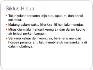 Siklus Hidup
 Telur keluar bersama tinja atau sputum, dan berisi
  sel terlur.
 Matang dalam waktu kira-kira 16 hari lalu menetas.
 Mirasidium lalu mencari keong air dan dalam keong
  air terjadi perkembangan.
 Serkaria keluar dari keong air, berenang mencari
  hospes perantara II, lalu membnetuk metaserkaria di
  dalam tubuhnya.
 
