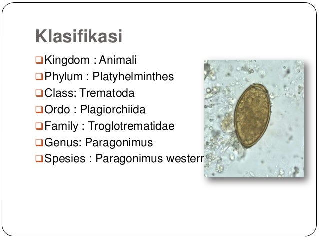 101+ Gambar Telur Cacing Paragonimus Westermani HD 101+ Gambar Telur Cacing Paragonimus Westermani HD