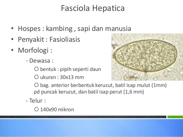 80 Gambar Telur Cacing Fasciolopsis Buski Paling Bagus 80 Gambar Telur Cacing Fasciolopsis Buski Paling Bagus