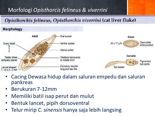 80 Gambar Telur Cacing Fasciolopsis Buski Paling Bagus 80 Gambar Telur Cacing Fasciolopsis Buski Paling Bagus
