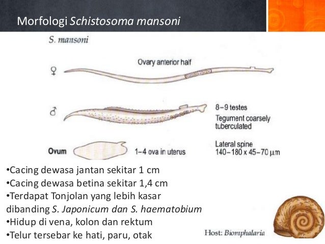 78 Gambar Anatomi Cacing Hati Paling Keren 78 Gambar Anatomi Cacing Hati Paling Keren