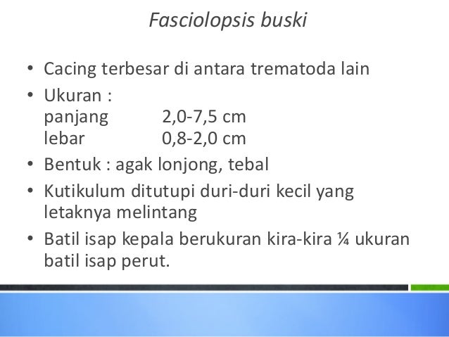 80 Gambar Telur Cacing Fasciolopsis Buski Paling Bagus 80 Gambar Telur Cacing Fasciolopsis Buski Paling Bagus