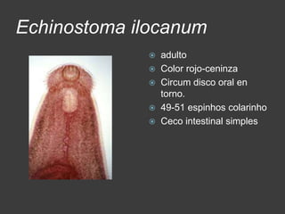 Echinostoma ilocanum
                adulto
                Color rojo-ceninza
                Circum disco oral en
                 torno.
                49-51 espinhos colarinho
                Ceco intestinal simples
 