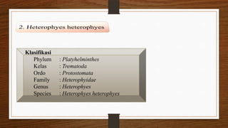 Heterophyidae Trematoda usus | PPTX