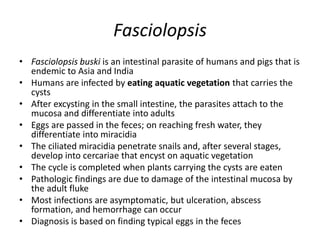 Fasciolopsis
• Fasciolopsis buski is an intestinal parasite of humans and pigs that is
endemic to Asia and India
• Humans are infected by eating aquatic vegetation that carries the
cysts
• After excysting in the small intestine, the parasites attach to the
mucosa and differentiate into adults
• Eggs are passed in the feces; on reaching fresh water, they
differentiate into miracidia
• The ciliated miracidia penetrate snails and, after several stages,
develop into cercariae that encyst on aquatic vegetation
• The cycle is completed when plants carrying the cysts are eaten
• Pathologic findings are due to damage of the intestinal mucosa by
the adult fluke
• Most infections are asymptomatic, but ulceration, abscess
formation, and hemorrhage can occur
• Diagnosis is based on finding typical eggs in the feces
 