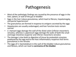 Pathogenesis
• Most of the pathologic findings are caused by the presence of eggs in the
liver, spleen, or wall of the gut or bladder
• Eggs in the liver induce granulomas, which lead to fibrosis, hepatomegaly,
and portal hypertension
• The granulomas are formed in response to antigens secreted by the eggs
• Hepatocytes are usually undamaged, and liver function tests remain
normal
• S. mansoni eggs damage the wall of the distal colon (inferior mesenteric
venules), whereas S. japonicum eggs damage the walls of both the small
and large intestines (superior and inferior mesenteric venules)
• The damage is due both to digestion of tissue by proteolytic enzymes
produced by the egg and to the host inflammatory response that forms
granulomas in the venules
• The eggs of S. haematobium in the wall of the bladder induce granulomas
and fibrosis, which can lead to carcinoma of the bladder
 