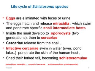 Life cycle of Schistosoma species
• Eggs are eliminated with feces or urine
• The eggs hatch and release miracidia , which swim
and penetrate specific snail intermediate hosts
• Inside the snail develop to sporocysts (two
generations), then to cercariae
• Cercariae release from the snail ,
• Infective cercariae swim in water (river, pond
lake..) penetrate the skin of the human host ,
• Shed their forked tail, becoming schistosomulae
(miracidium /miracidia , cercaria / cercariae , schistosomulum/ schistosomulae)
10
02/18/25
 