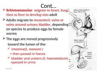 Cont…
 Schistosomulae migrate to heart, lung,
then to liver to develop into adult
 Adults migrate to mesenteric veins or
veins around urinary bladder, depending
on species to produce eggs by female
worms
 The eggs are moved progressively
toward the lumen of the:
 intestine(S. mansoni )
= then passed in faeces
 bladder and ureters (S. haematobium)
=passed in urine
11
02/18/25
 