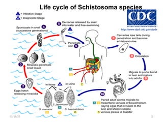 Life cycle of Schistosoma species
12
02/18/25
 