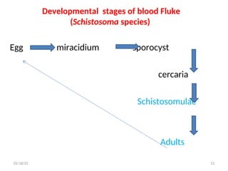 Developmental stages of blood Fluke
(Schistosoma species)
Egg miracidium sporocyst
cercaria
Schistosomulae
Adults
13
02/18/25
 