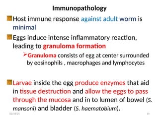 Immunopathology
Host immune response against adult worm is
minimal
Eggs induce intense inflammatory reaction,
leading to granuloma formation
Granuloma consists of egg at center surrounded
by eosinophils , macrophages and lymphocytes
Larvae inside the egg produce enzymes that aid
in tissue destruction and allow the eggs to pass
through the mucosa and in to lumen of bowel (S.
mansoni) and bladder (S. haematobium).
14
02/18/25
 