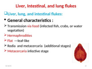 Liver, Intestinal, and lung flukes
Liver, lung, and intestinal flukes:
 General characteristics :
 Transmission via food (infected fish, crabs, or water
vegetation)
 Hermaphrodities
 Flat ---leaf-like
 Redia and metacercaria (additional stages)
 Metacercaria infective stage
22
02/18/25
 
