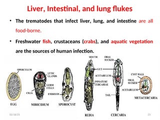 Liver, Intestinal, and lung flukes
• The trematodes that infect liver, lung, and intestine are all
food-borne.
• Freshwater fish, crustaceans (crabs), and aquatic vegetation
are the sources of human infection.
Developmental stages :
23
02/18/25
 
