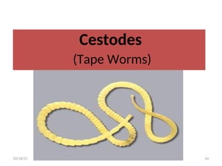 Cestodes
(Tape Worms)
24
02/18/25
 