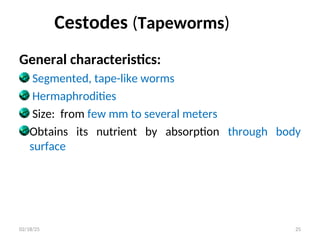 Cestodes (Tapeworms)
General characteristics:
Segmented, tape-like worms
Hermaphrodities
Size: from few mm to several meters
Obtains its nutrient by absorption through body
surface
25
02/18/25
 