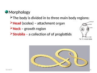Morphology
The body is divided in to three main body regions:
Head (scolex) – attachment organ
Neck – growth region
Strobila – a collection of of proglottids
26
02/18/25
 