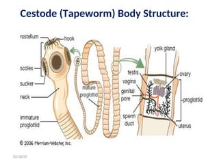 Cestode (Tapeworm) Body Structure:
27
02/18/25
 
