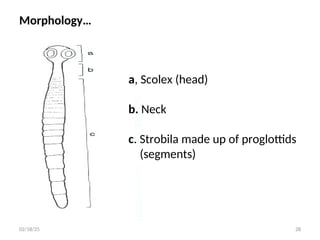 Morphology…
a, Scolex (head)
b. Neck
c. Strobila made up of proglottids
(segments)
28
02/18/25
 