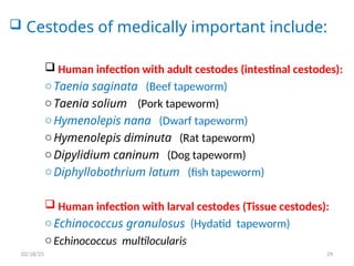  Cestodes of medically important include:
 Human infection with adult cestodes (intestinal cestodes):
oTaenia saginata (Beef tapeworm)
oTaenia solium (Pork tapeworm)
oHymenolepis nana (Dwarf tapeworm)
oHymenolepis diminuta (Rat tapeworm)
oDipylidium caninum (Dog tapeworm)
oDiphyllobothrium latum (fish tapeworm)
 Human infection with larval cestodes (Tissue cestodes):
oEchinococcus granulosus (Hydatid tapeworm)
oEchinococcus multilocularis
29
02/18/25
 