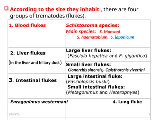  According to the site they inhabit , there are four
groups of trematodes (flukes):
3
1. Blood flukes Schistosoma species:
Main species: S. Mansoni
S. haematobium, S. japonicum
2. Liver flukes
(in the liver and biliary duct)
Large liver flukes:
(Fasciola hepatica and F. gigantica)
Small liver flukes:
Clonorchis sinensis, Opisthorchis viverrini
3. Intestinal flukes
Large intestinal fluke:
(Fasciolopsis buski)
Small intestinal flukes:
(Metagonimus and Heterophyes)
Paragonimus westermani 4. Lung fluke
02/18/25
 
