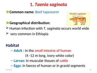 1. Taenia saginata
Common name: Beef tapeworm
Geographical distribution:
 Human infection with T. saginata occurs world wide
 very common in Ethiopia
Habitat
– Adult : in the small intesine of human
(4 -12 m long, ivory white color)
– Larvae: in muscular tissues of cattle
– Eggs: in faeces of human or in gravid segments
30
02/18/25
 