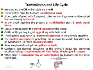 Transmission and Life Cycle
Humans are the DH while cattle are the IH
The infective form for humans is cysticercus bovis
A person is infected with T. saginata after consuming raw or undercooked
beef containing cysticerci
In the small intestine the process of strobilization start & adult worm
forms.
Eggs are produced in the gravid segment of the worm
Cattle while grazing, ingest eggs along with their food
The ingested eggs hatch to liberate oncospheres in the animals intestine
The hooked oncospheres penetrate the mucosa to invade bloodstream
or lymphatic's to reach muscles of cattle
An oncosphere develop into cysticercus bovis
Cysticerci can develop anywhere in the animal’s body; the preferred
locations being striated muscles of hind limbs, diaphragm & tongue
When beef is consumed raw or undercooked by humans the life cycle
completes.
32
02/18/25
 