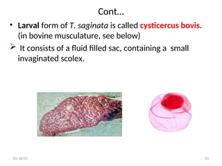 Cont…
• Larval form of T. saginata is called cysticercus bovis.
(in bovine musculature, see below)
 It consists of a fluid filled sac, containing a small
invaginated scolex.
33
02/18/25
 