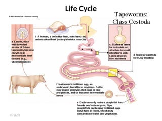 Life Cycle
34
02/18/25
 