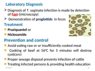 Laboratory Diagnosis
 Diagnosis of T. saginata infection is made by detection
of Eggs (microscopy)
 Demonstration of proglottids in feces
Treatment
Praziquantel or
Niclosamide
Prevention and control
Avoid eating raw or or insufficiently cooked meat
Cooking of beef at 560
C for 5 minutes will destroy
cysticerci
Proper sewage disposal prevents infection of cattle
Treating infected persons & providing health education
36
02/18/25
 