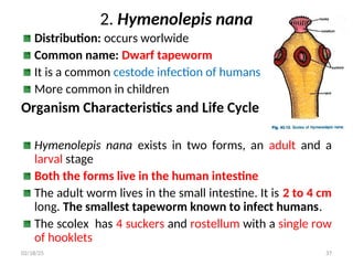 2. Hymenolepis nana
Distribution: occurs worlwide
Common name: Dwarf tapeworm
It is a common cestode infection of humans
More common in children
Organism Characteristics and Life Cycle
Hymenolepis nana exists in two forms, an adult and a
larval stage
Both the forms live in the human intestine
The adult worm lives in the small intestine. It is 2 to 4 cm
long. The smallest tapeworm known to infect humans.
The scolex has 4 suckers and rostellum with a single row
of hooklets
37
02/18/25
 