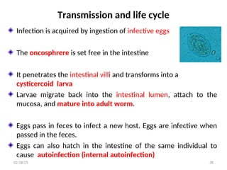 Transmission and life cycle
Infection is acquired by ingestion of infective eggs
The oncosphrere is set free in the intestine
It penetrates the intestinal villi and transforms into a
cysticercoid larva
Larvae migrate back into the intestinal lumen, attach to the
mucosa, and mature into adult worm.
Eggs pass in feces to infect a new host. Eggs are infective when
passed in the feces.
Eggs can also hatch in the intestine of the same individual to
cause autoinfection (internal autoinfection)
38
02/18/25
 