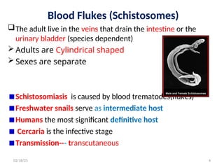 Blood Flukes (Schistosomes)
The adult live in the veins that drain the intestine or the
urinary bladder (species dependent)
 Adults are Cylindrical shaped
 Sexes are separate
Schistosomiasis is caused by blood trematodes(flukes)
Freshwater snails serve as intermediate host
Humans the most significant definitive host
Cercaria is the infective stage
Transmission--- transcutaneous
4
02/18/25
 