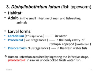 3. Diphyllobothrium latum (fish tapeworm)
• Habitat:
• Adult- in the small intestine of man and fish-eating
animals
• Larval forms:
• Coracidium (1st
stage larva ) --------- in water
• Procercoid ( 2nd stage larva ) ------ in the body cavity of
Cyclops/ copepod (crustacean )
• Plerocercoid ( 3rd stage larva ) ----- in the fresh water fish
 Human Infection acquired by ingesting the infective stage,
plerocercoid in raw or undercooked fresh water fish.
43
02/18/25
 