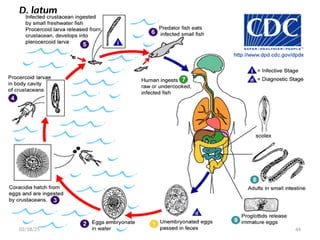 D. latum
44
02/18/25
 