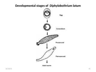 Developmental stages of Diphylobothrium latum
45
02/18/25
 