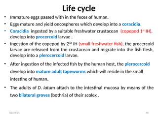 Life cycle
• Immature eggs passed with in the feces of human.
• Eggs mature and yield oncospheres which develop into a coracidia.
• Coracidia ingested by a suitable freshwater crustacean (copepod 1st
IH),
develop into procercoid larvae .
• Ingestion of the copepod by 2nd
IH (small freshwater fish), the procercoid
larvae are released from the crustacean and migrate into the fish flesh,
develop into a plerocercoid larvae.
• After ingestion of the infected fish by the human host, the plerocercoid
develop into mature adult tapeworms which will reside in the small
intestine of human.
• The adults of D. latum attach to the intestinal mucosa by means of the
two bilateral groves (bothria) of their scolex .
46
02/18/25
 