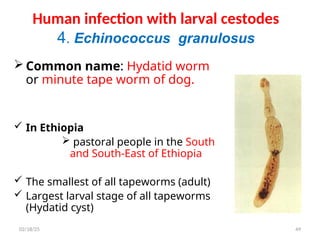 Human infection with larval cestodes
4. Echinococcus granulosus
 Common name: Hydatid worm
or minute tape worm of dog.
 In Ethiopia
 pastoral people in the South
and South-East of Ethiopia
 The smallest of all tapeworms (adult)
 Largest larval stage of all tapeworms
(Hydatid cyst)
49
02/18/25
 
