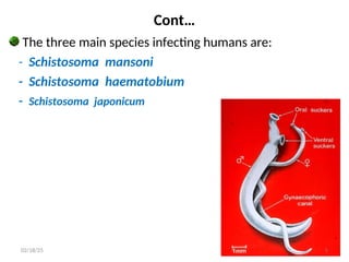 Cont…
The three main species infecting humans are:
- Schistosoma mansoni
- Schistosoma haematobium
- Schistosoma japonicum
5
02/18/25
 