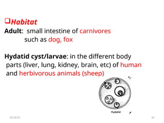 Habitat
Adult: small intestine of carnivores
such as dog, fox
Hydatid cyst/larvae: in the different body
parts (liver, lung, kidney, brain, etc) of human
and herbivorous animals (sheep)
50
02/18/25
 