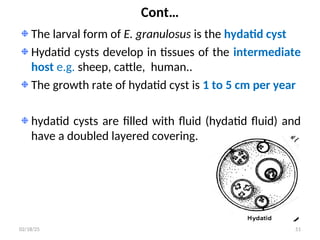 Cont…
The larval form of E. granulosus is the hydatid cyst
Hydatid cysts develop in tissues of the intermediate
host e.g. sheep, cattle, human..
The growth rate of hydatid cyst is 1 to 5 cm per year
hydatid cysts are filled with fluid (hydatid fluid) and
have a doubled layered covering.
51
02/18/25
 