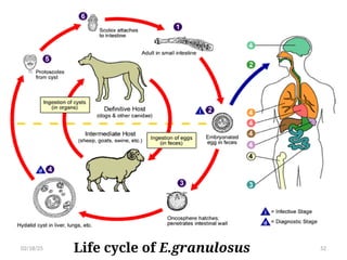 Life cycle of E.granulosus 52
02/18/25
 