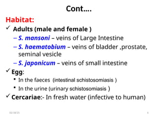 Cont….
Habitat:
 Adults (male and female )
– S. mansoni – veins of Large Intestine
– S. haematobium – veins of bladder ,prostate,
seminal vesicle
– S. japonicum – veins of small intestine
Egg:
 In the faeces (intestinal schistosomiasis )
 In the urine (urinary schistosomiasis )
Cercariae:- In fresh water (infective to human)
6
02/18/25
 