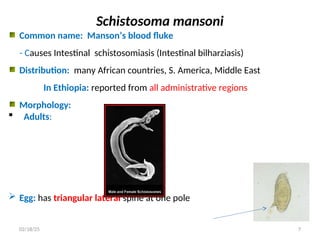 Schistosoma mansoni
Common name: Manson’s blood fluke
- Causes Intestinal schistosomiasis (Intestinal bilharziasis)
Distribution: many African countries, S. America, Middle East
In Ethiopia: reported from all administrative regions
Morphology:
 Adults:
 Egg: has triangular lateral spine at one pole
7
02/18/25
 