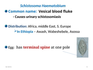Schistosoma Haematobium
Common name: Vesical blood fluke
- Causes urinary schistosomiasis
Distribution: Africa, middle East, S. Europe
In Ethiopia – Awash, Wabeshebele, Asossa
Egg: has terminal spine at one pole
8
02/18/25
 
